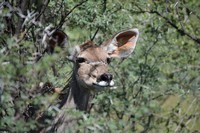 Wildlife at Tri-Hunt Game Lodge