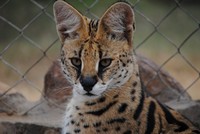 Wildlife at Tri-Hunt Game Lodge