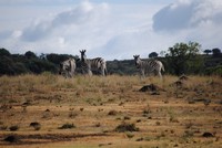 Wildlife at Tri-Hunt Game Lodge