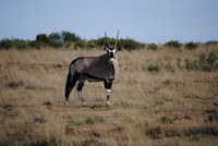 Wildlife at Tri-Hunt Game Lodge