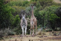 Wildlife at Tri-Hunt Game Lodge