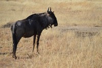 Wildlife at Tri-Hunt Game Lodge