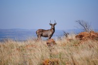 Wildlife at Tri-Hunt Game Lodge