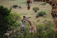 Wildlife at Tri-Hunt Game Lodge