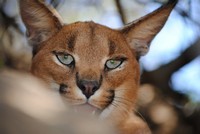 Wildlife at Tri-Hunt Game Lodge