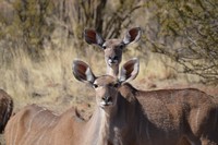 Wildlife at Tri-Hunt Game Lodge