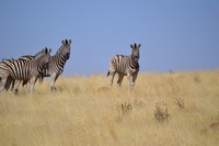 Wildlife at Tri-Hunt Game Lodge