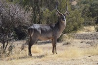 Wildlife at Tri-Hunt Game Lodge