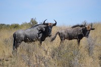 Wildlife at Tri-Hunt Game Lodge