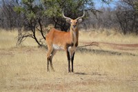 Wildlife at Tri-Hunt Game Lodge