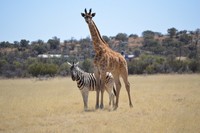 Wildlife at Tri-Hunt Game Lodge