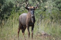 Wildlife at Tri-Hunt Game Lodge