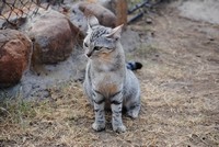 Wildlife at Tri-Hunt Game Lodge