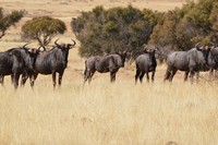 Wildlife at Tri-Hunt Game Lodge