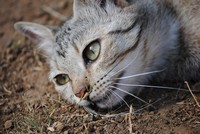 Wildlife at Tri-Hunt Game Lodge