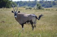 Wildlife at Tri-Hunt Game Lodge