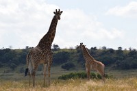 Wildlife at Tri-Hunt Game Lodge